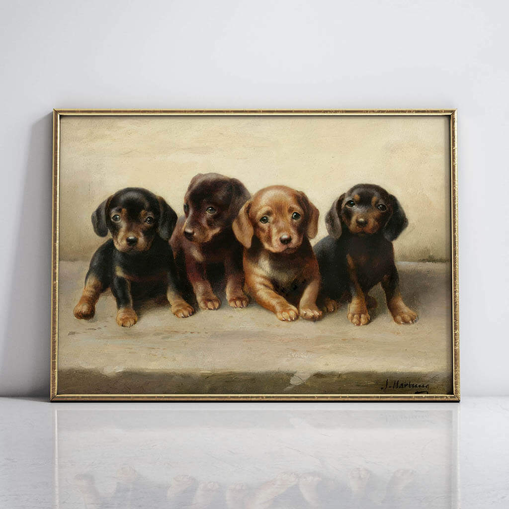 Four dachshund puppies