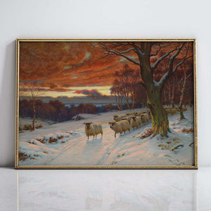 Sunset and Sheep