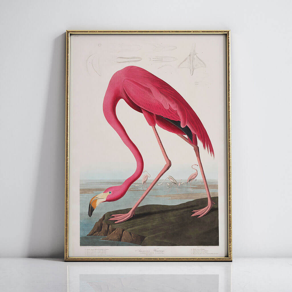 Flamingo