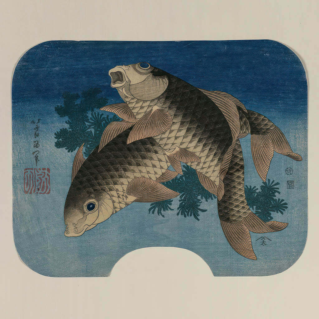 Carp Swimming by Water Weeds