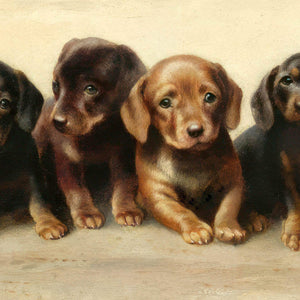Four dachshund puppies