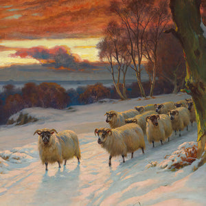 Sunset and Sheep