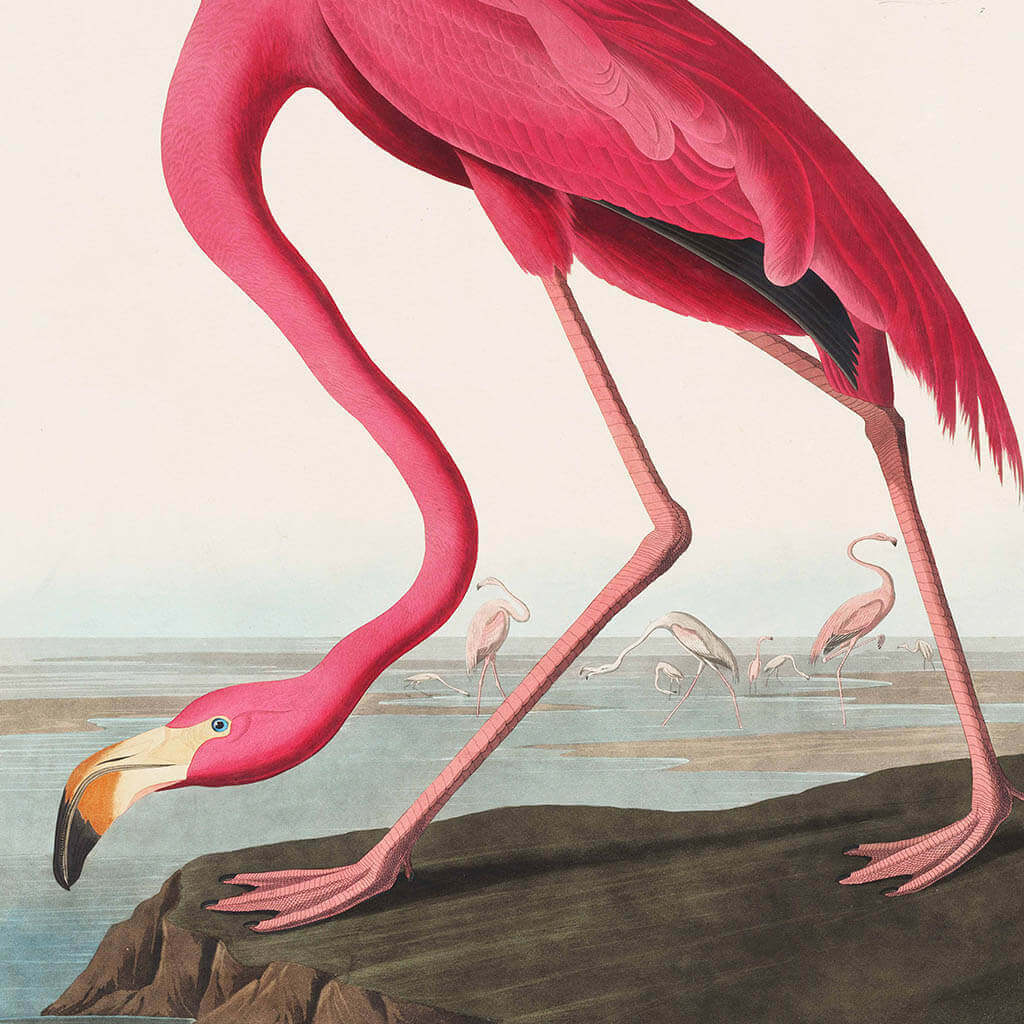 Flamingo