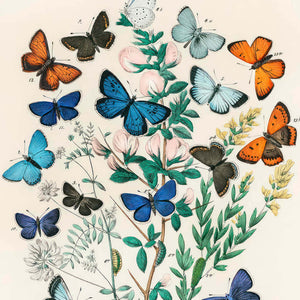Butterfly Wall Decor
