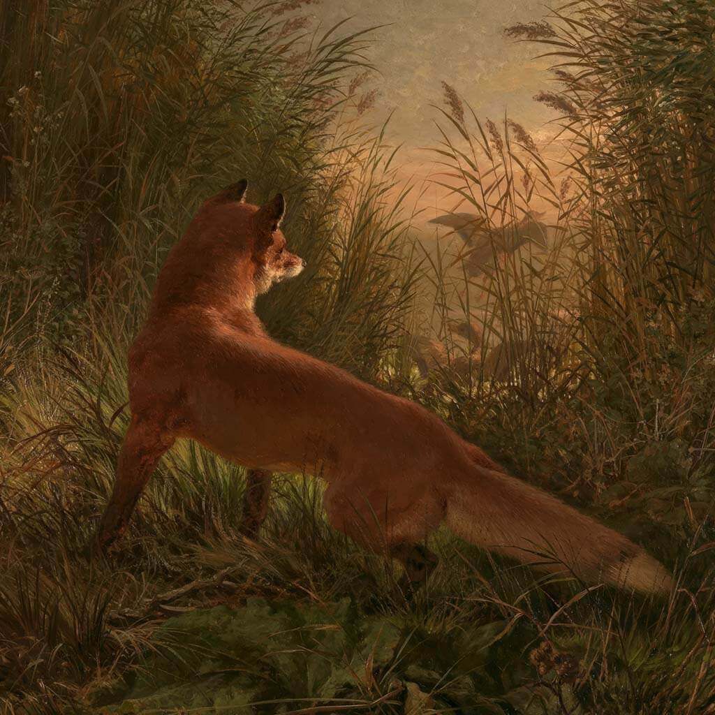 A Fox