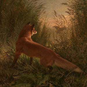 A Fox