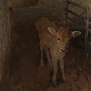 A Jersey Calf