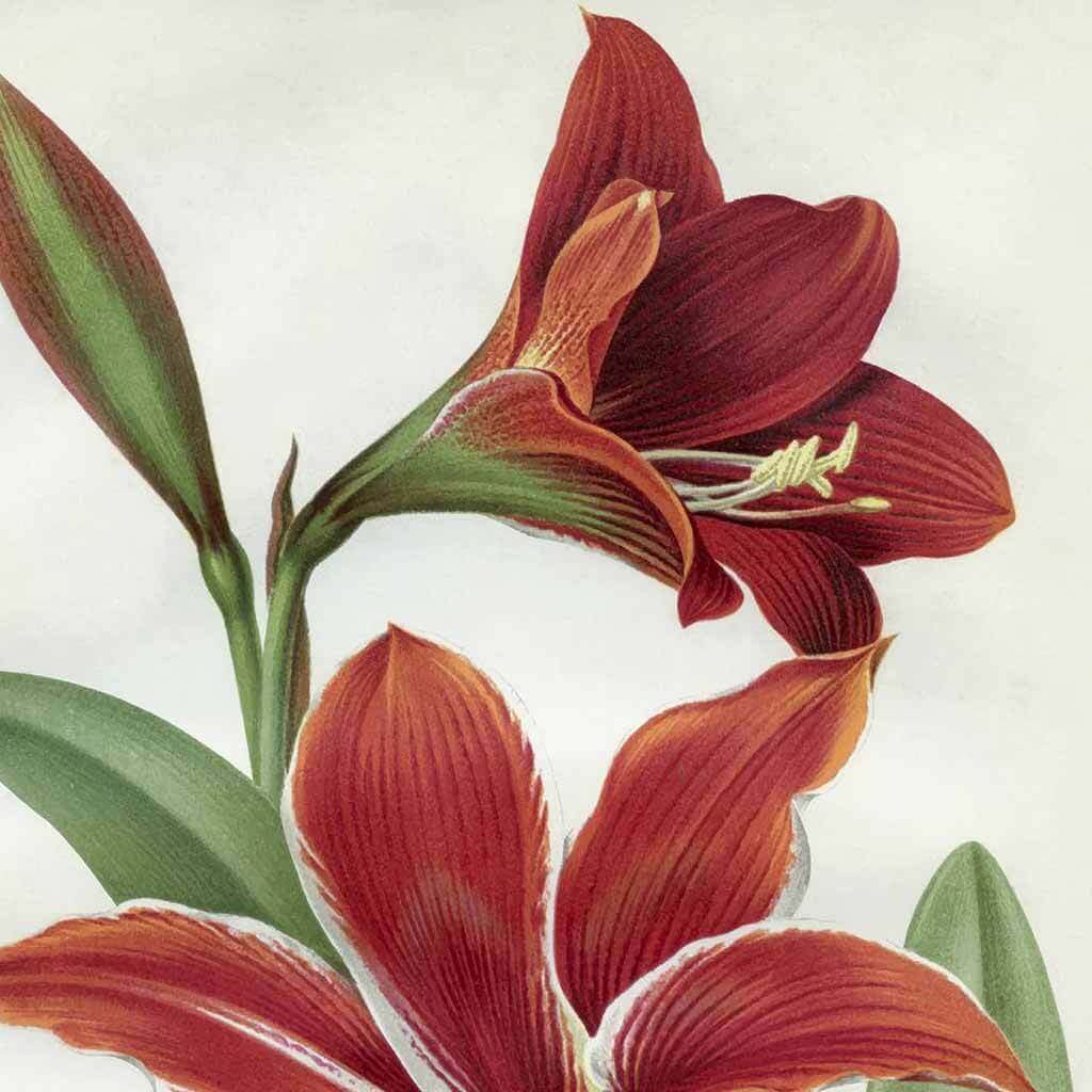 Amaryllis