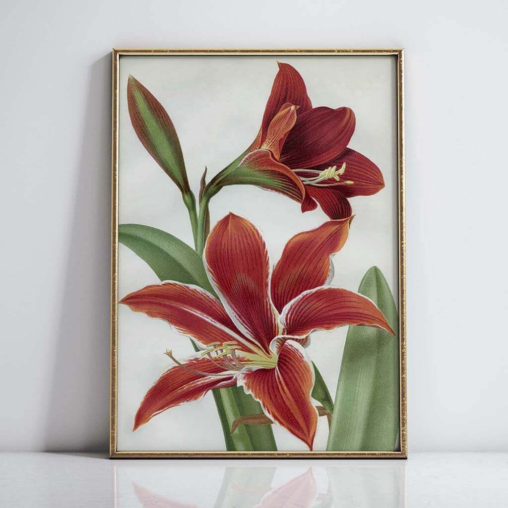 Amaryllis