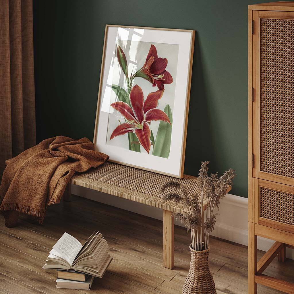 Amaryllis