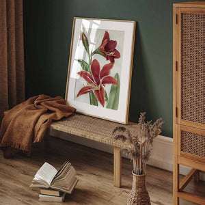 Amaryllis