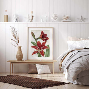 Amaryllis