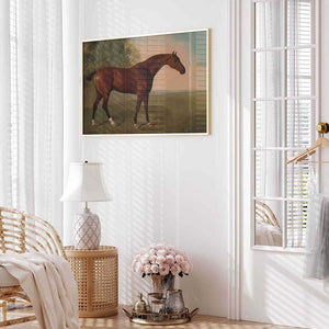 Bay Horse In A Field