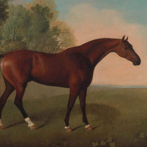 Bay Horse In A Field