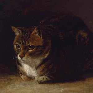 Cat's Gaze
