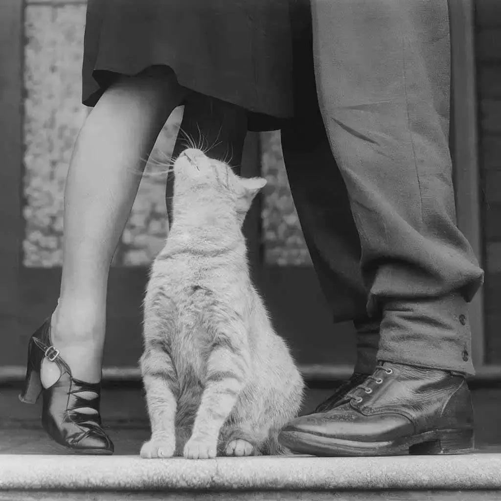 Cat and Couple