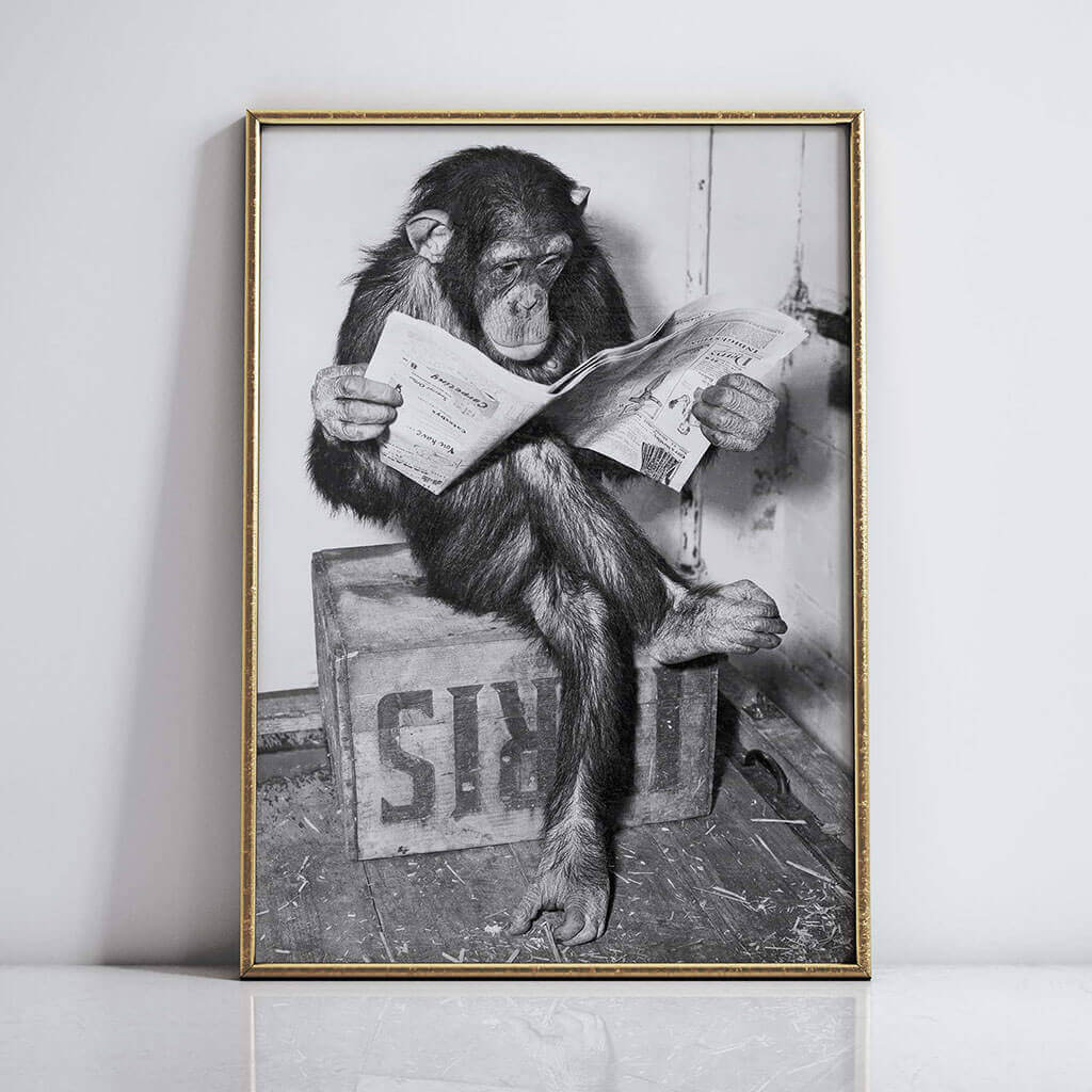 Chimpanzee Reading Newspape