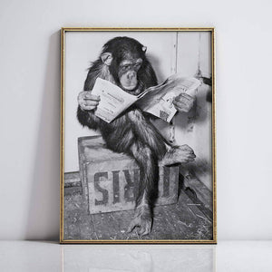 Chimpanzee Reading Newspape