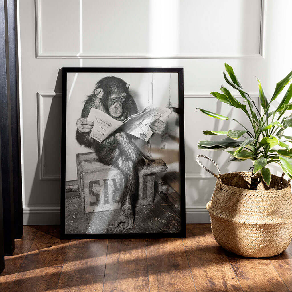 Chimpanzee Reading Newspape