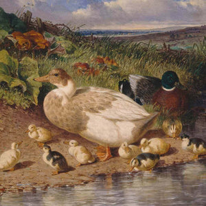 Ducks by a Stream