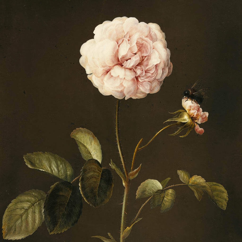 Gallica Rose & The Letter