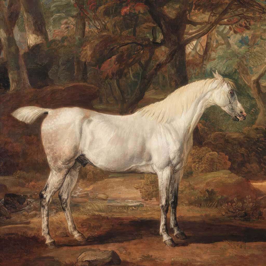 Grey Arabian stallion