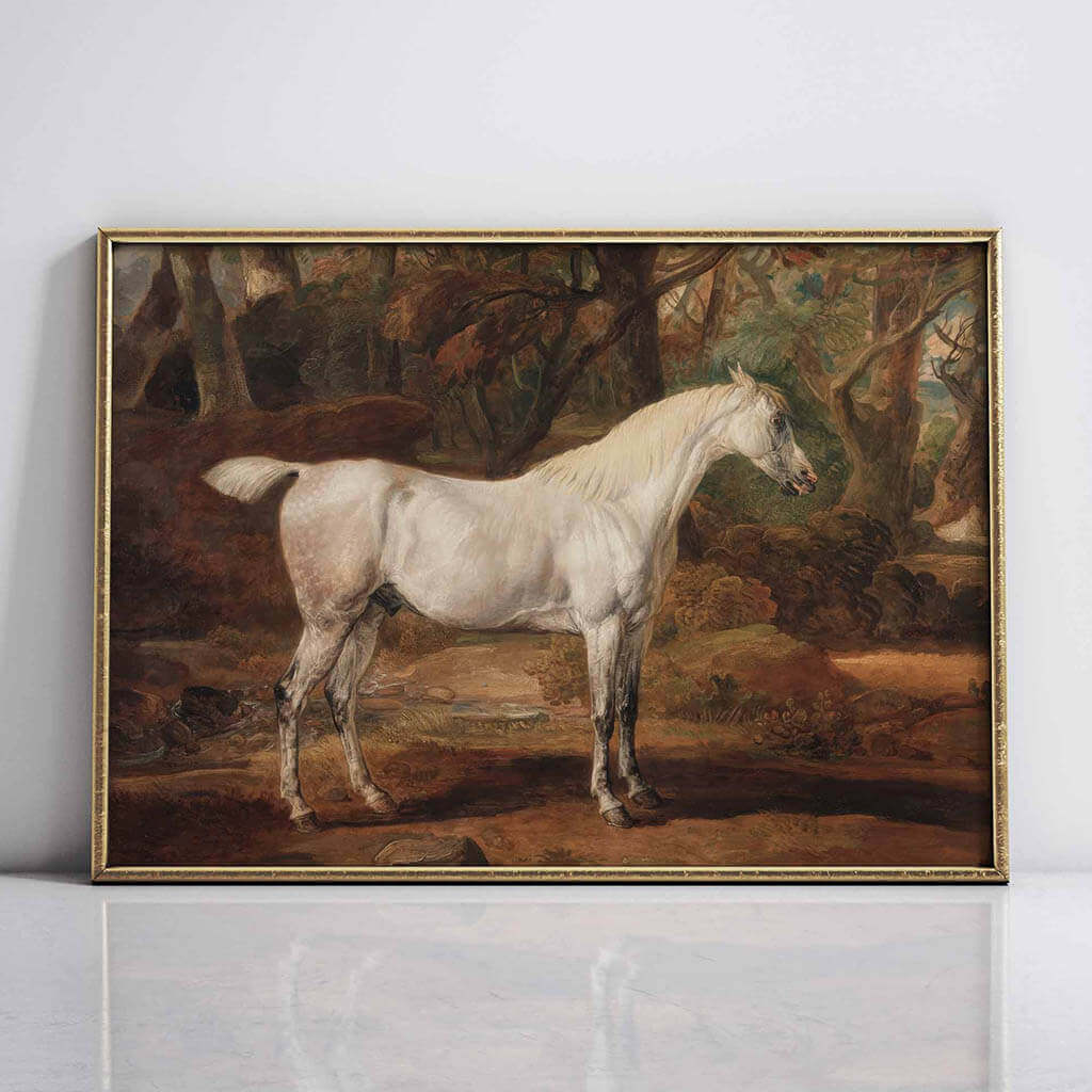 Grey Arabian stallion