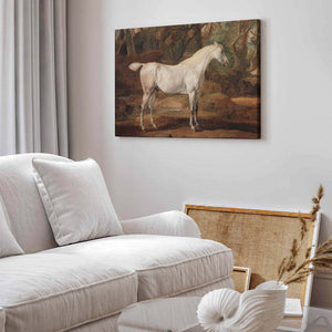 Grey Arabian stallion