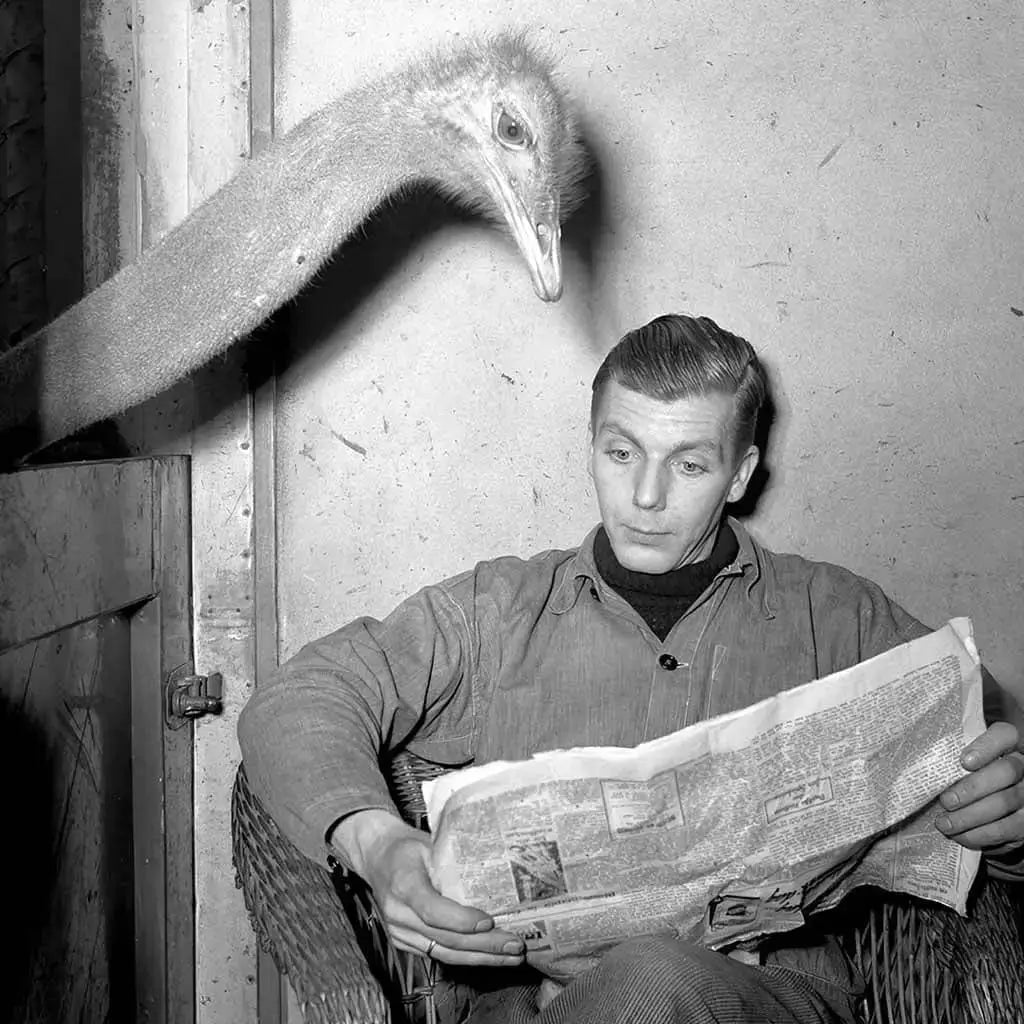 Ostrich Reading Newspaper