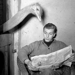 Ostrich Reading Newspaper