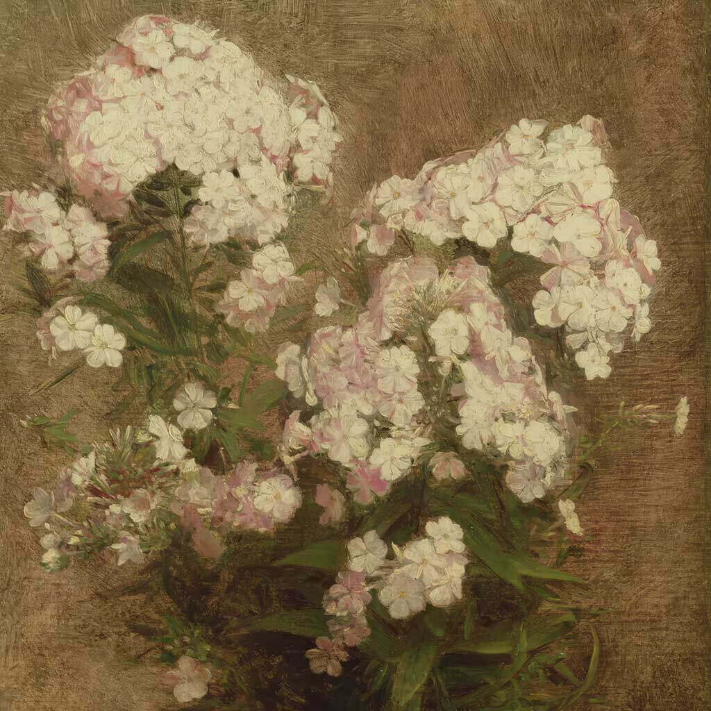 Phlox
