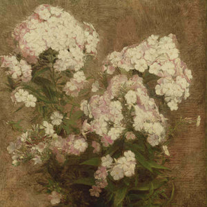 Phlox