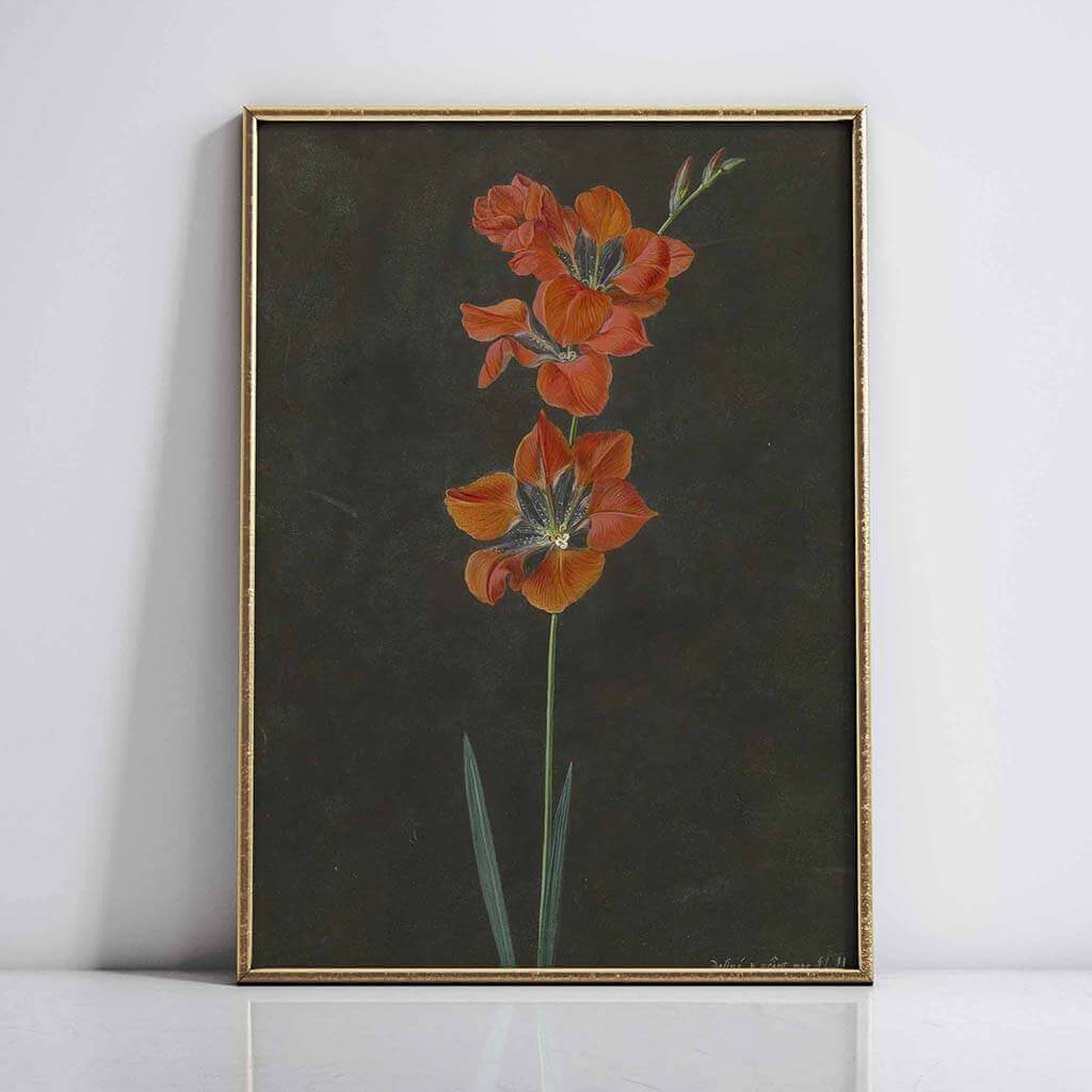 Red Lily