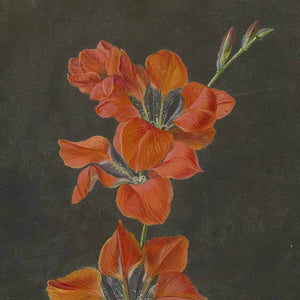 Red Lily
