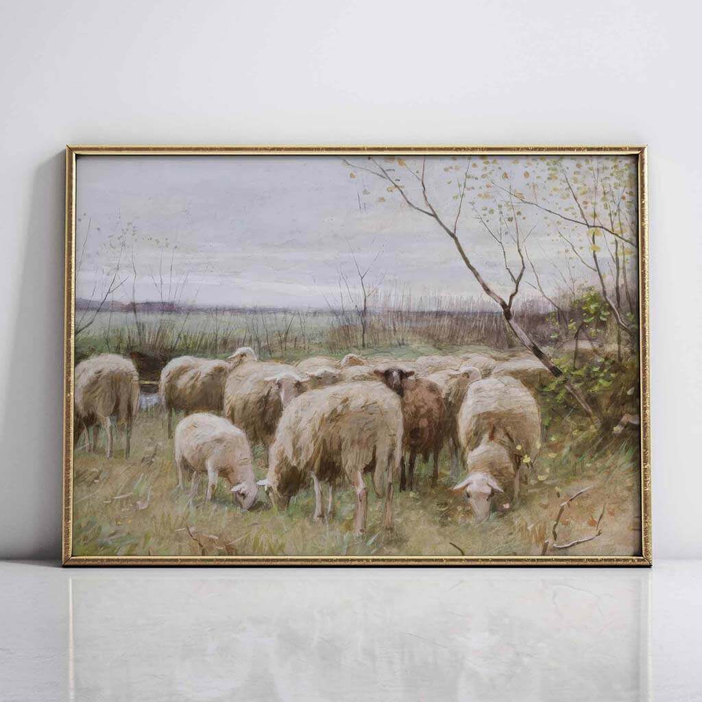 Sheep