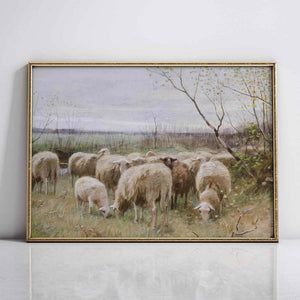 Sheep