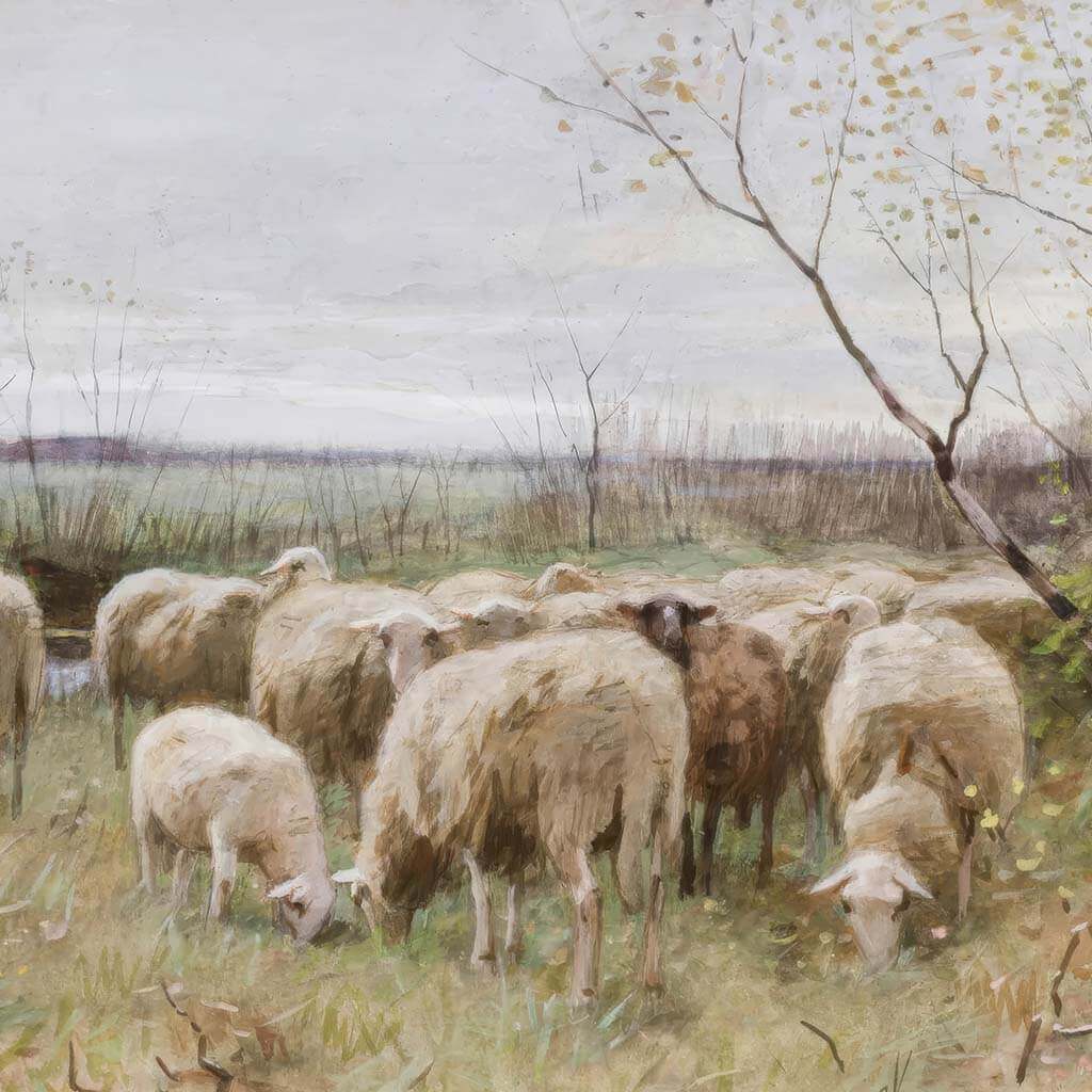 Sheep