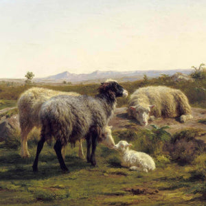 Sheep and Lambs