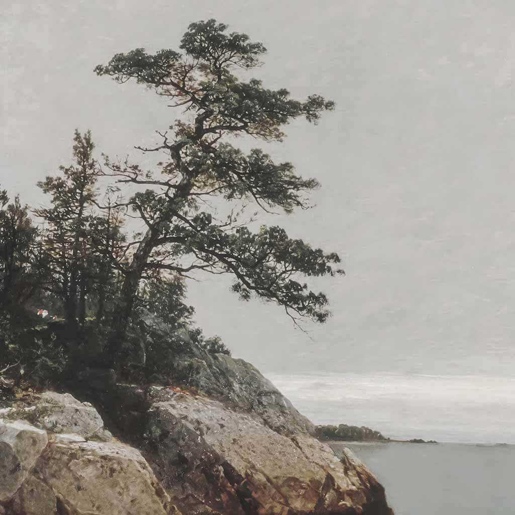 The Old Pine