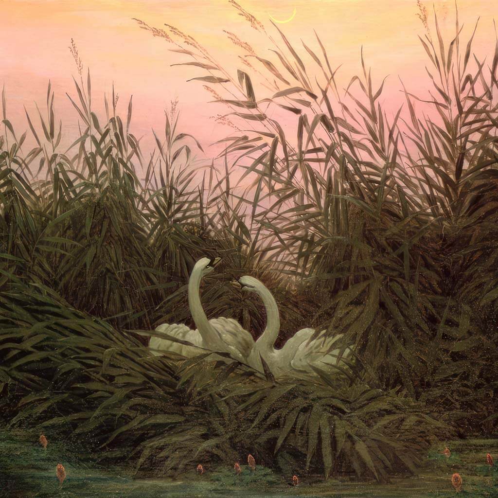 Swans in the Reeds Printable Wall Art