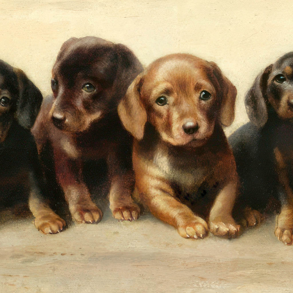 Four dachshund puppies Printable Wall Art 