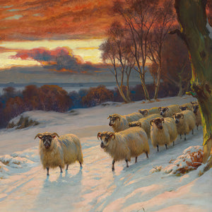 Sunset and Sheep Digital Wall art