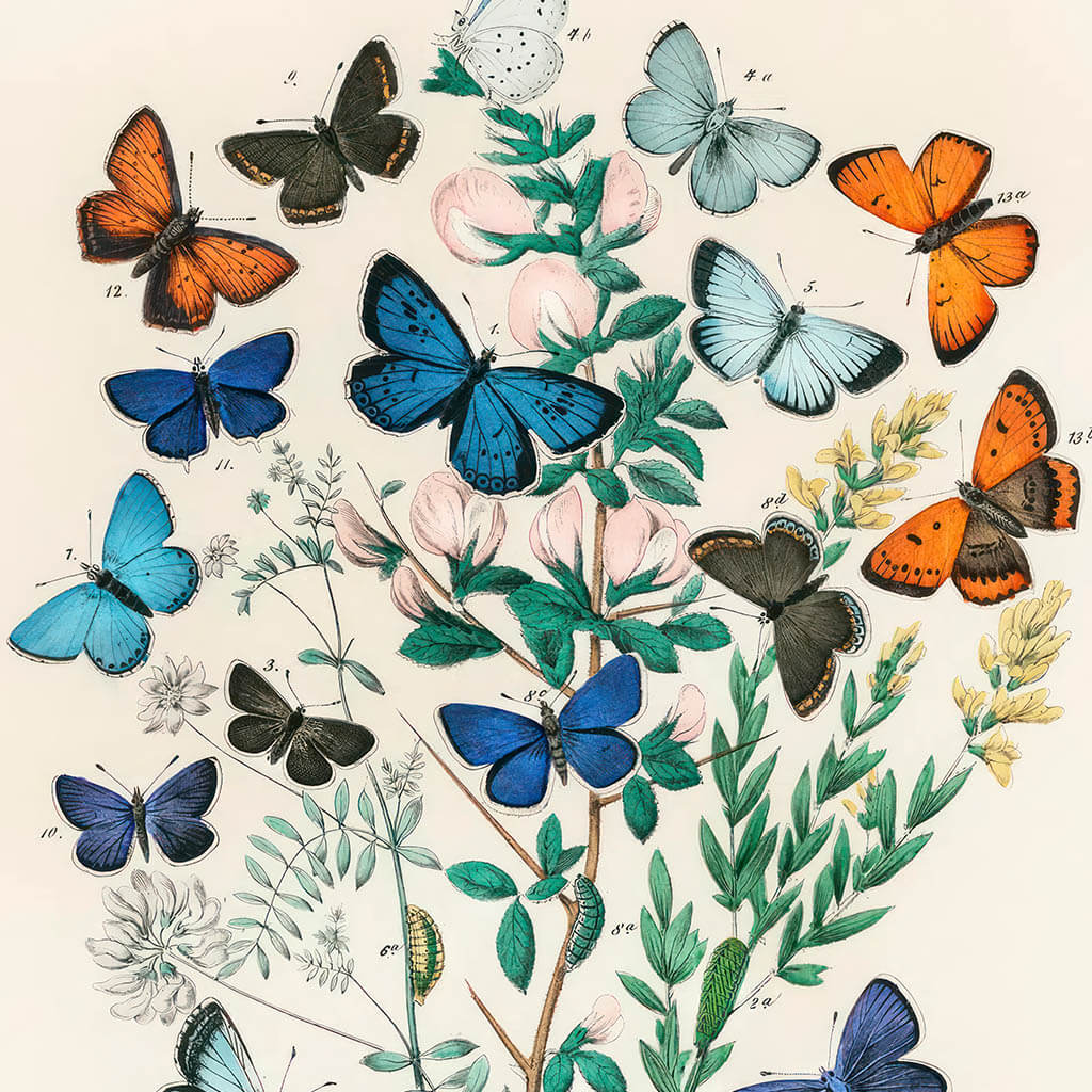 Butterfly Wall Decor Digital Poster