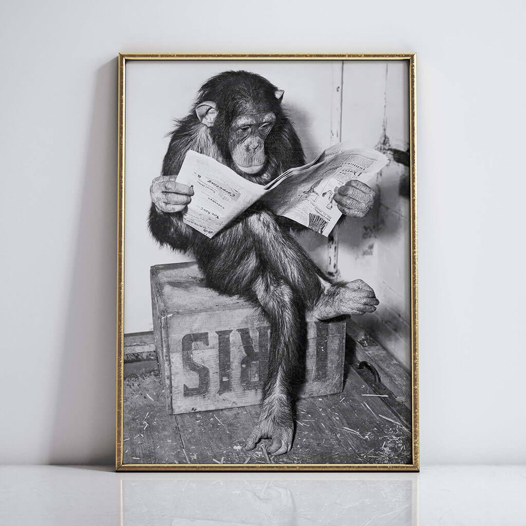 Chimpanzee Reading Newspape Artwork