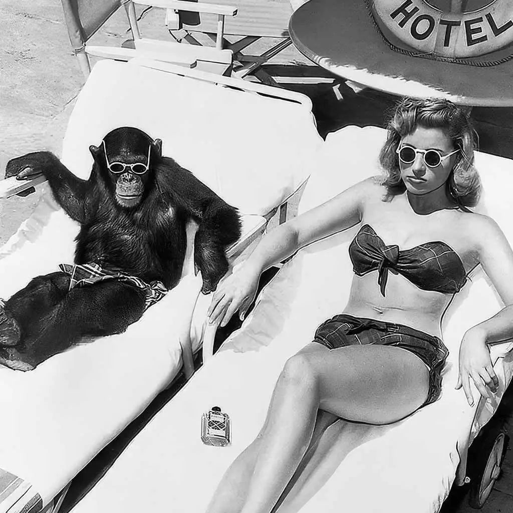 Chimpanzees and sunbathing women Downloadable Poster