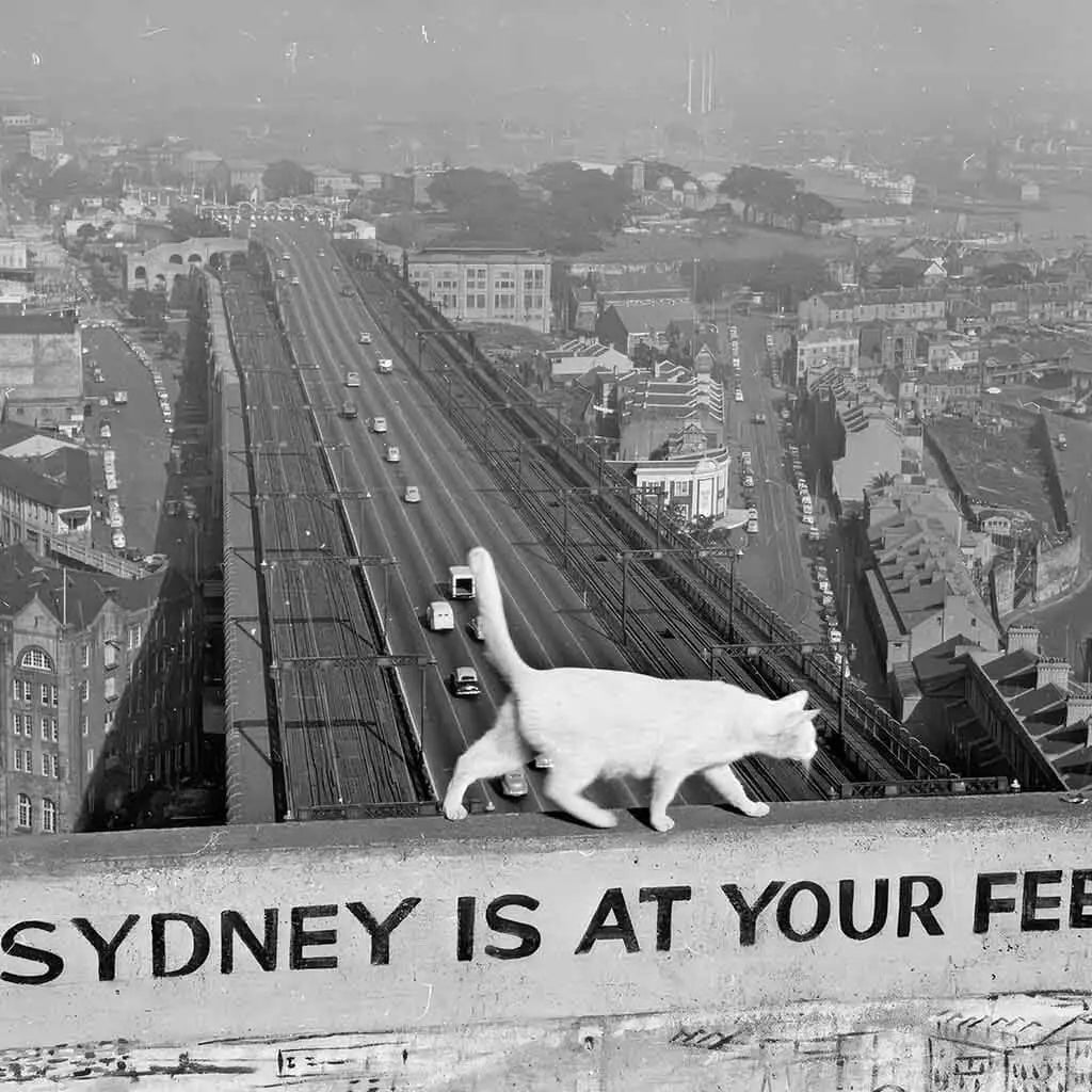 Sydney is at your feet Digital Art