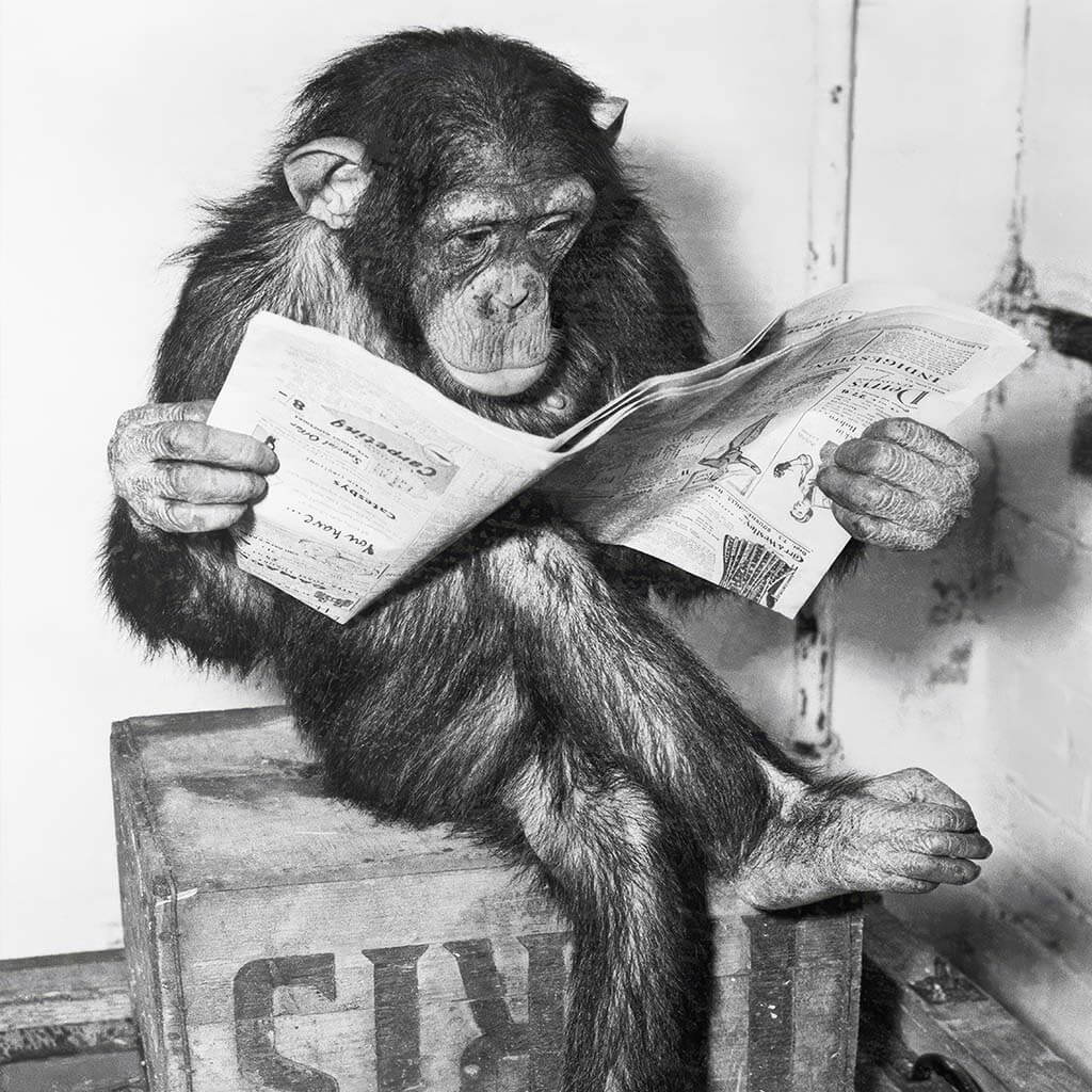 Chimpanzee Reading Newspape Printable Wall Art